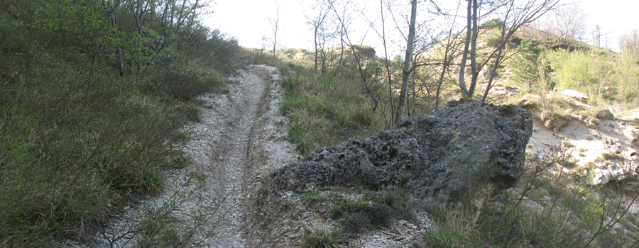 Monte Nerone Sentiero 19 - immagine 6