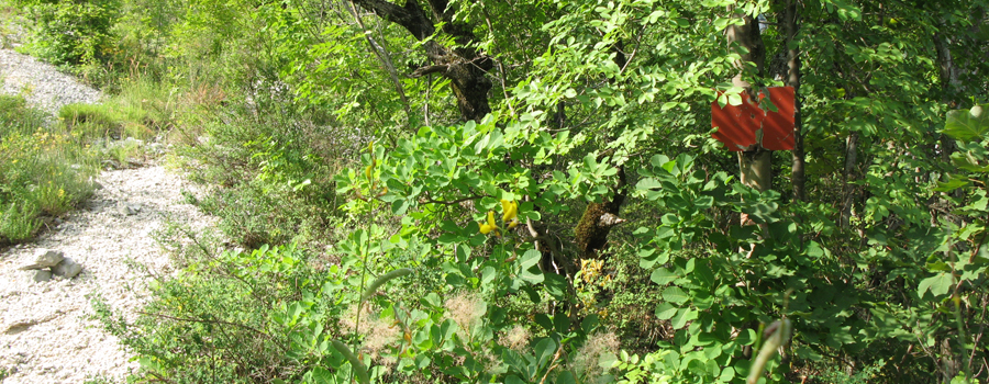 Monte Nerone Sentiero 21 - immagine 1