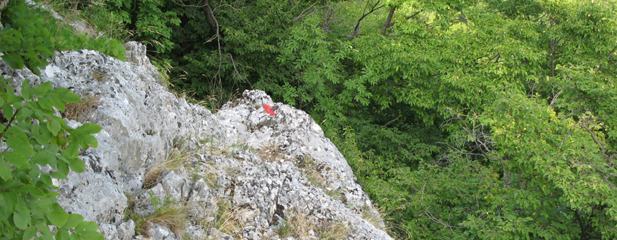 Monte Nerone Sentiero 21 - immagine 3