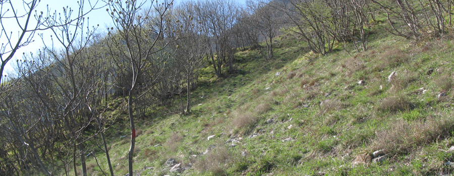 Monte Nerone Sentiero 21 - immagine 7
