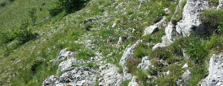 Monte Nerone Sentiero 23 - immagine 2