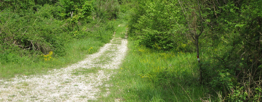 Monte Nerone Sentiero 24bis - immagine 2