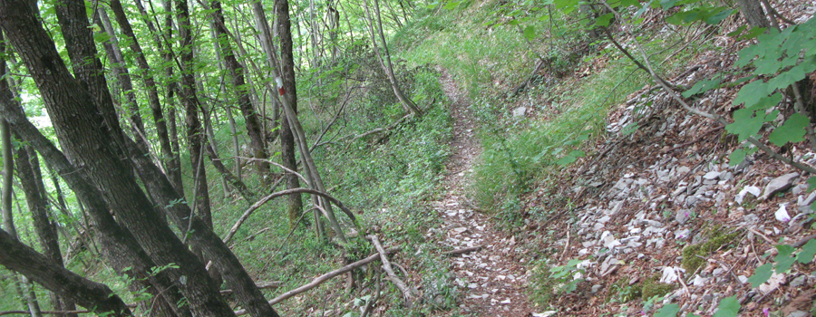 Monte Nerone Sentiero 24bis - immagine 5
