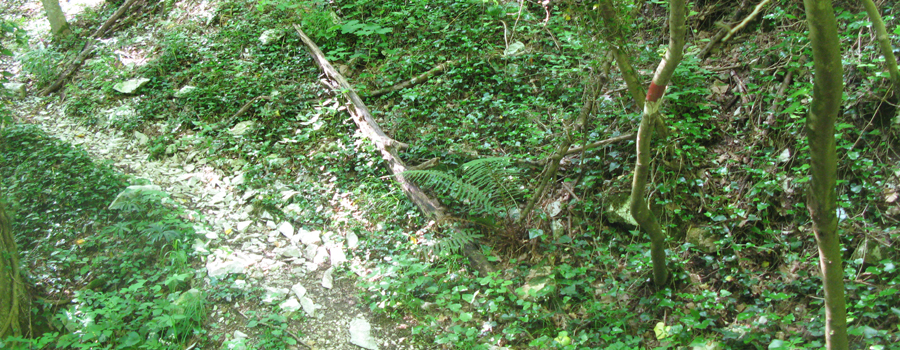 Monte Nerone Sentiero 24bis - immagine 8