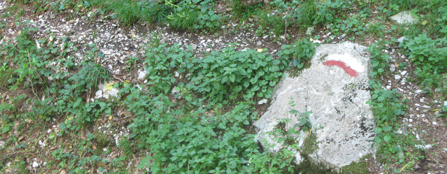 Monte Nerone Sentiero 24bis - immagine 9