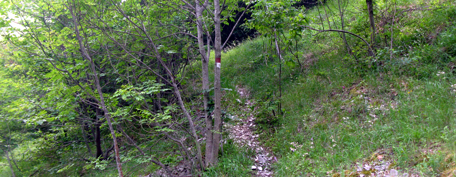 Monte Nerone Sentiero 24bis - immagine 11