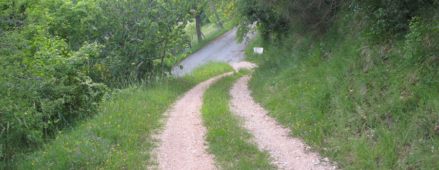 Monte Nerone Sentiero 24bis - immagine 14