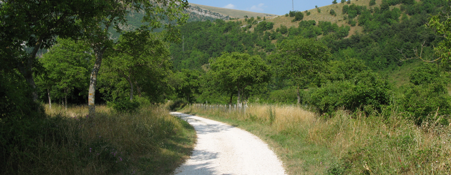 Monte Nerone Sentiero 25 - immagine 15