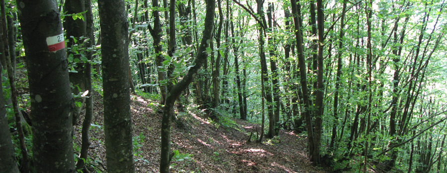 Monte Nerone Sentiero 27 - immagine 8