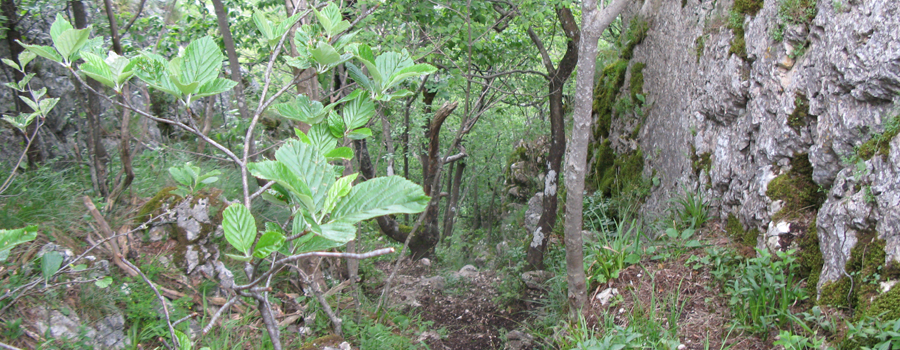 Monte Catria Sentiero 29 - immagine 11