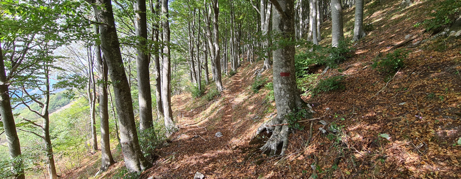 Monte Catria Sentiero 29 - immagine 14