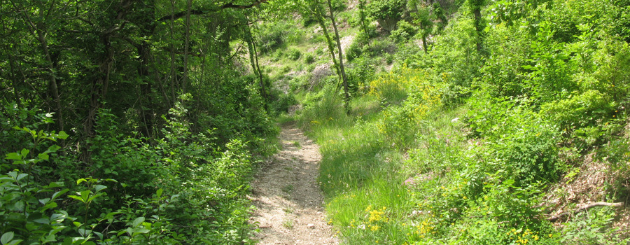 Monte Catria Sentiero 29bis - immagine 3