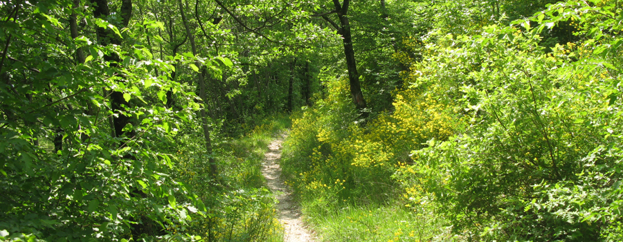 Monte Catria Sentiero 29bis - immagine 4