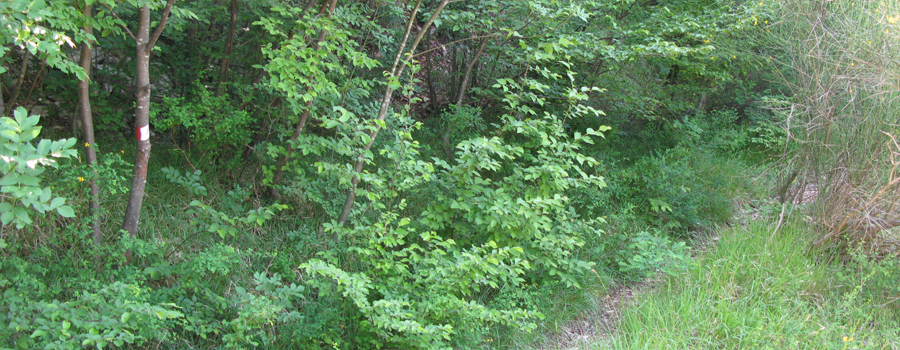 Monte Nerone Sentiero 3 - immagine 5