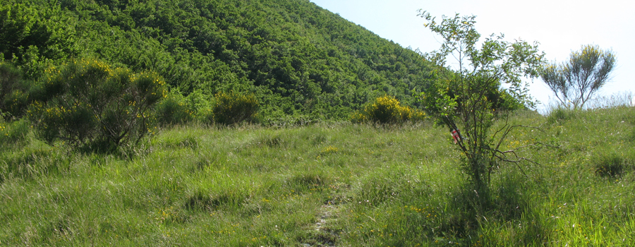 Monte Nerone Sentiero 3 - immagine 9