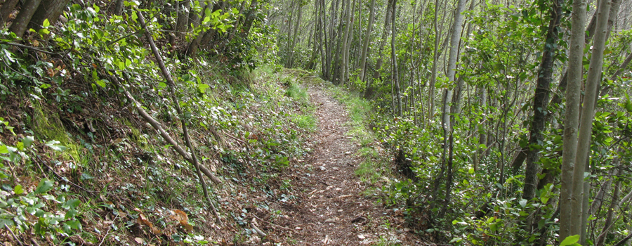 Monte Nerone Sentiero 30 - immagine 6