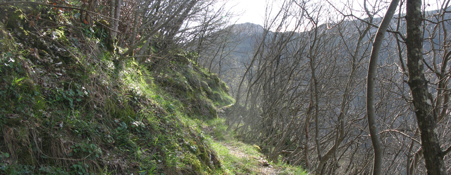 Monte Nerone Sentiero 30 - immagine 14