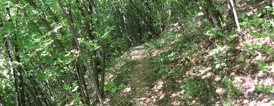 Monte Nerone Sentiero 31 - immagine 5
