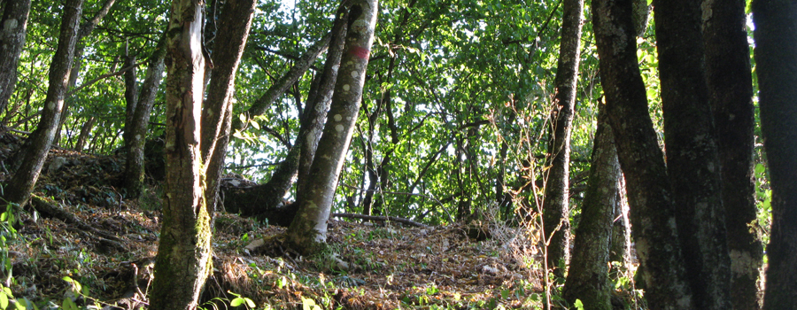 Monte Nerone Sentiero 31 - immagine 6