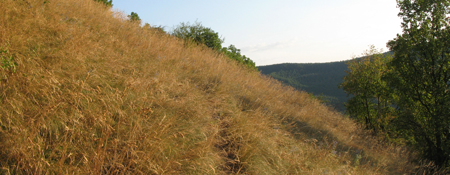 Monte Nerone Sentiero 31 - immagine 7