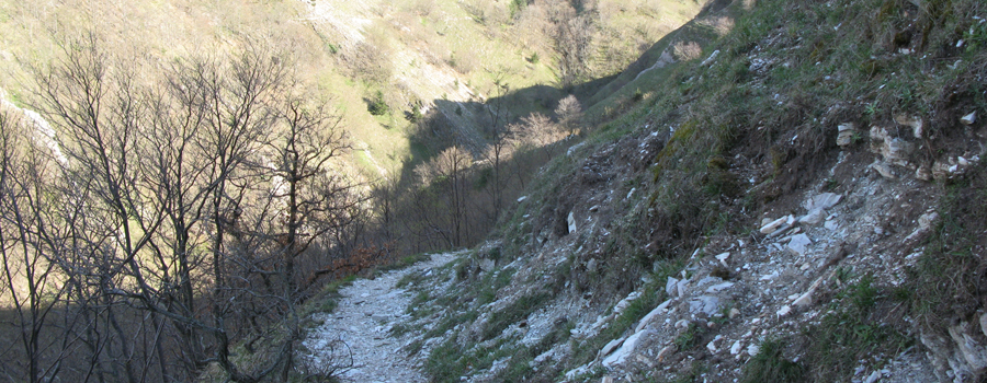 Monte Nerone Sentiero 31 - immagine 13