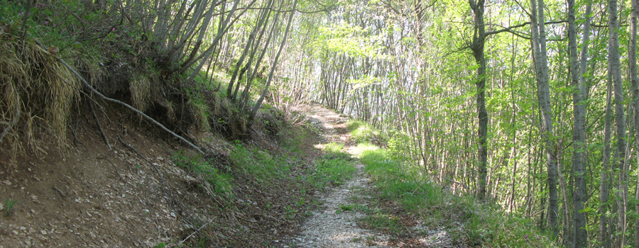 Monte Nerone Sentiero 24bis - immagine 2