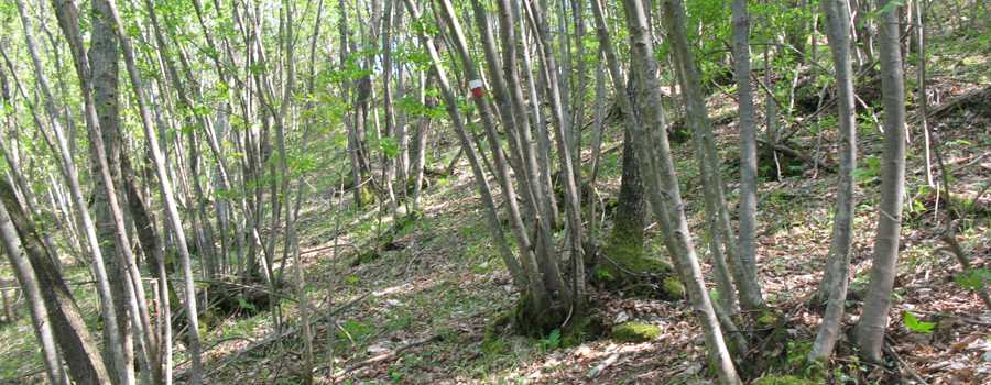 Monte Nerone Sentiero 24bis - immagine 5