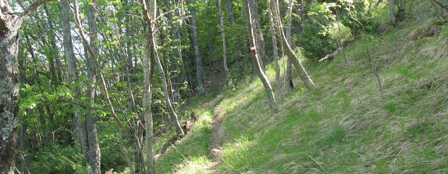 Monte Nerone Sentiero 24bis - immagine 9