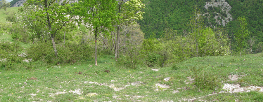Monte Nerone Sentiero 32 - immagine 6