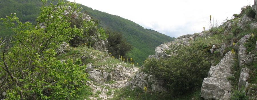 Monte Nerone Sentiero 32 - immagine 7