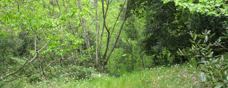 Monte Nerone Sentiero 32 - immagine 10