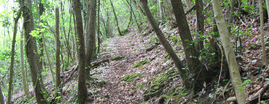Monte Nerone Sentiero 32 - immagine 12