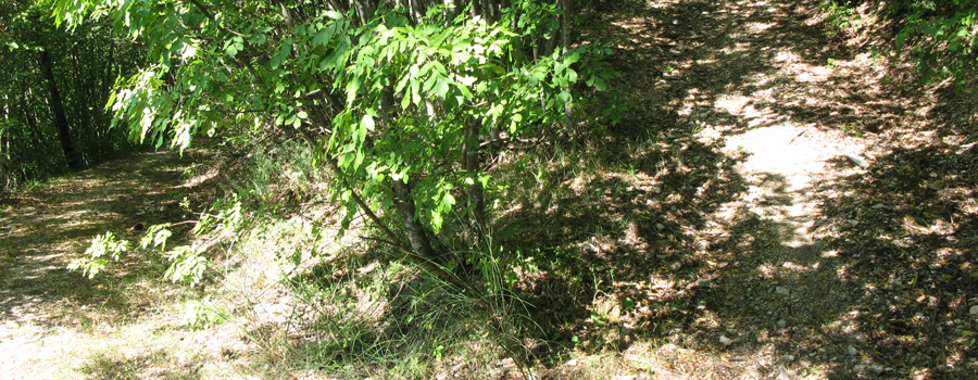 Monte Nerone Sentiero 33 - immagine 6