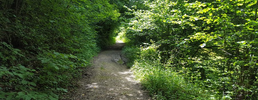 Monte Nerone Sentiero 39 - immagine 3