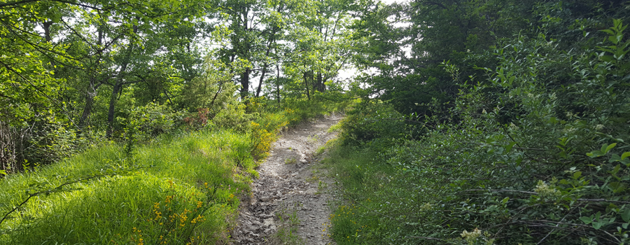 Monte Nerone Sentiero 39 - immagine 10