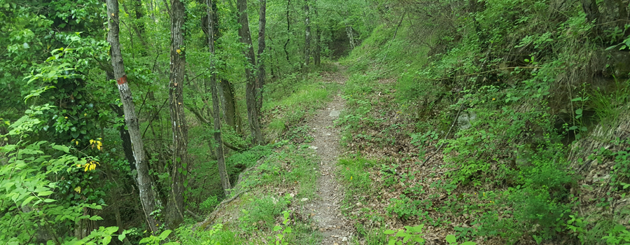 Monte Nerone Sentiero 39 - immagine 11