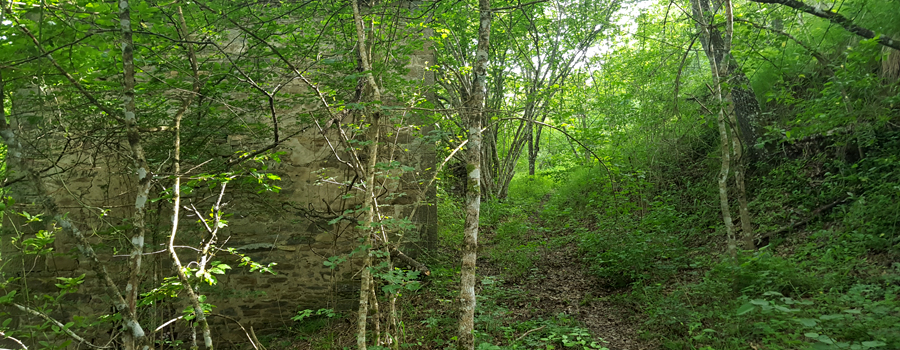 Monte Nerone Sentiero 39 - immagine 13
