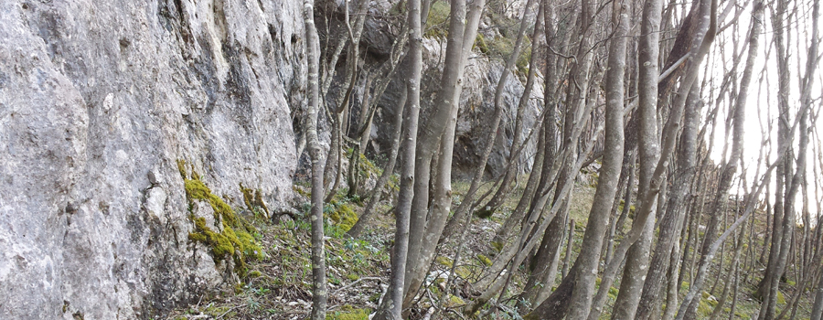 Monte Nerone Sentiero 4 - immagine 2