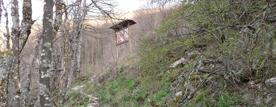 Monte Nerone Sentiero 4 - immagine 8