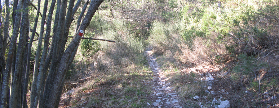 Gola del Furlo Sentiero 441 - immagine 8