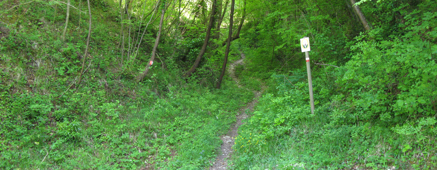 Gola del Furlo Sentiero 451 - immagine 3