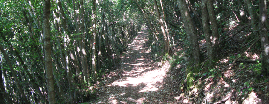 Gola del Furlo Sentiero 451 - immagine 7