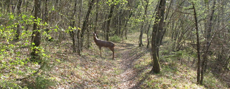 Monte di Montiego Sentiero 461 - immagine 9