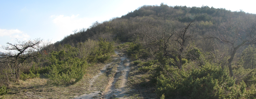 Monte di Montiego Sentiero 461 - immagine 14