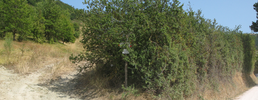 Monte di Montiego Sentiero 463 - immagine 1