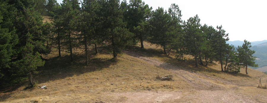 Monte di Montiego Sentiero 463 - immagine 5