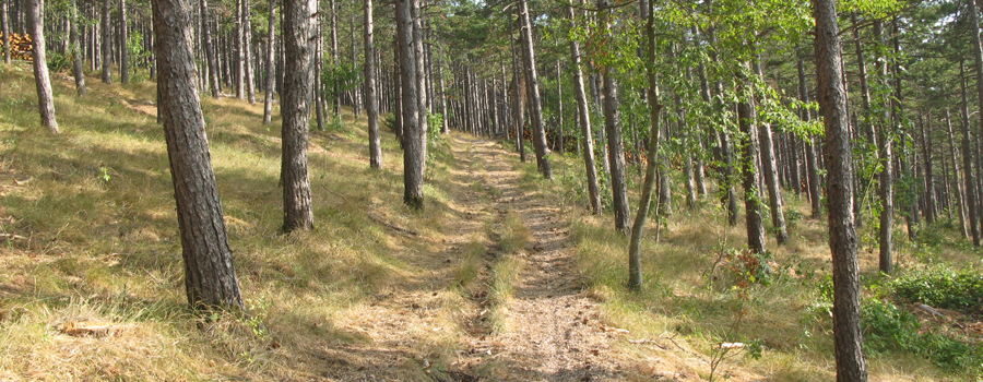 Monte di Montiego Sentiero 463 - immagine 10