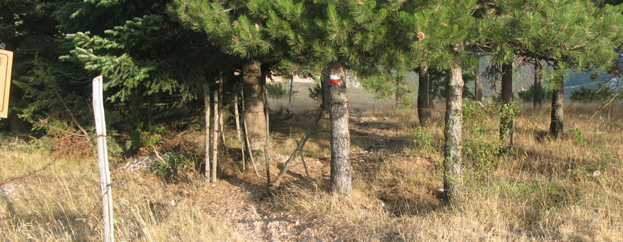 Monte di Montiego Sentiero 463 - immagine 13