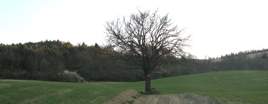 Monte di Montiego Sentiero 465 - immagine 6