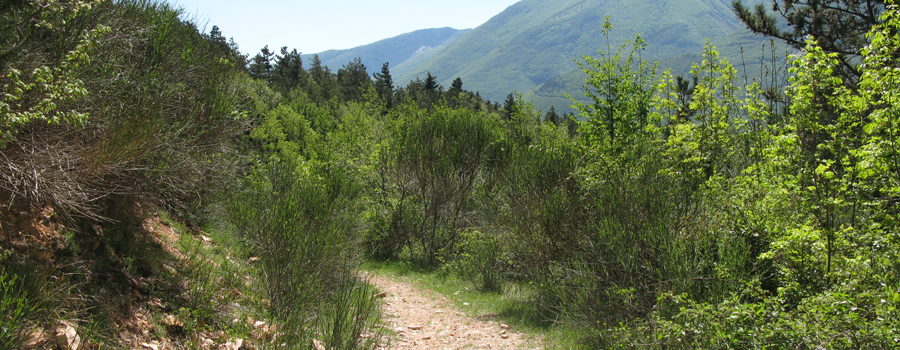 Monte di Montiego Sentiero 5 - immagine 5